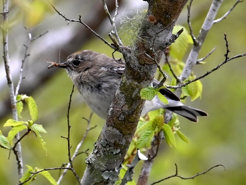 Yellow-rumped Warbler photographed in Louisiana