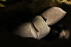 Auricularia auricula-judae