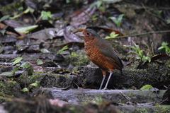 Grallaria gigantea