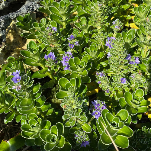Image of Veronica benthamii by (c) Sue Carnahan, some rights reserved (CC BY)