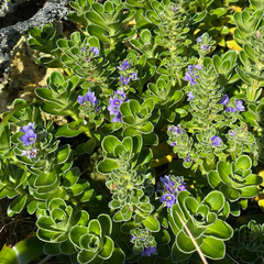 Veronica benthamii