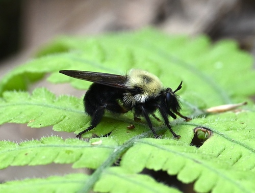 Bee-like robber fly