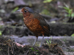 Grallaria gigantea