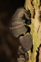 Auricularia auricula-judae