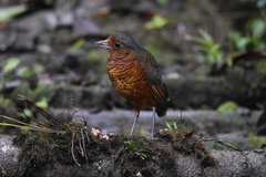 Grallaria gigantea