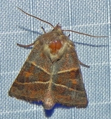 Lemmeria digitalis