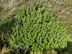 Veronica benthamii