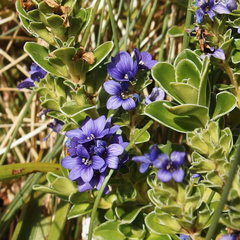 Veronica benthamii