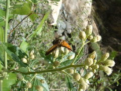 Galactomyia