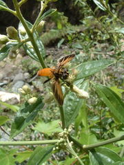 Galactomyia