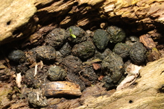 Oryctolagus cuniculus