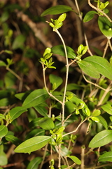 Ligustrum vulgare