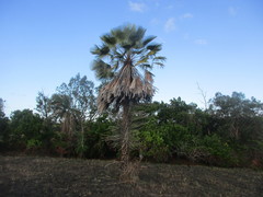 Copernicia prunifera