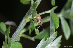 Andrion regensteinense