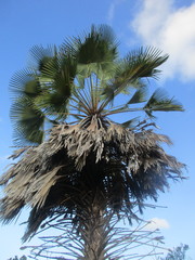 Copernicia prunifera