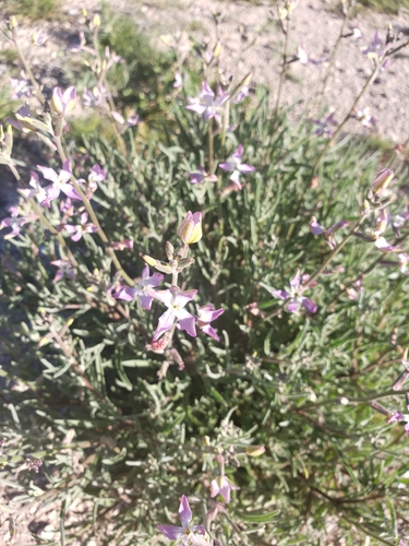Image of Matthiola longipetala by (c) Eliseo D Moreno, some rights reserved (CC BY-SA)