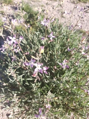 Matthiola longipetala