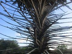 Copernicia prunifera