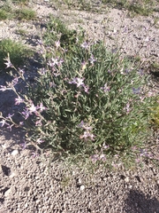 Matthiola longipetala