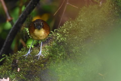 Grallaria flavotincta