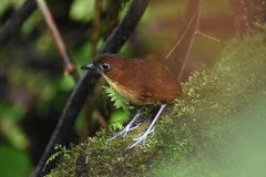 Grallaria flavotincta