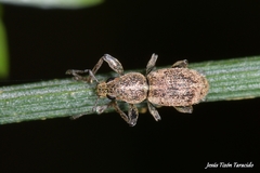 Andrion regensteinense