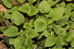 Lamium album