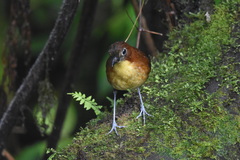 Grallaria flavotincta