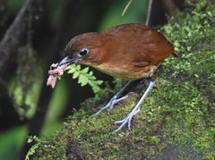Grallaria flavotincta