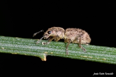 Andrion regensteinense