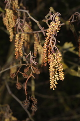Alnus glutinosa