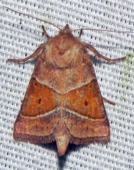 Lemmeria digitalis