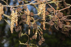 Alnus glutinosa