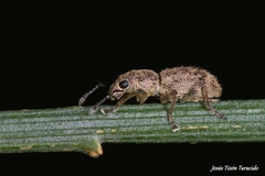 Andrion regensteinense