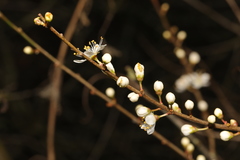 Prunus spinosa