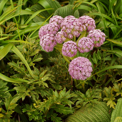 Anisotome latifolia