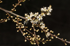 Prunus spinosa