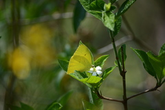 Phoebis neocypris