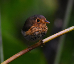 Grallaricula flavirostris