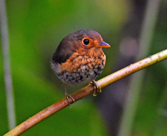 Grallaricula flavirostris