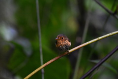 Grallaricula flavirostris