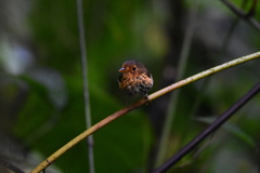 Grallaricula flavirostris