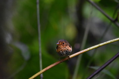 Grallaricula flavirostris