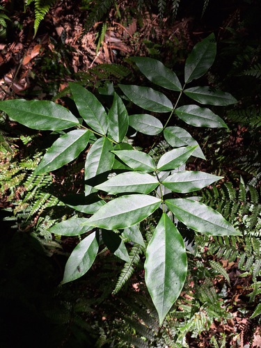 Euchresta formosana iNat (2)