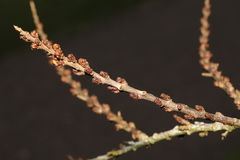Hippophae rhamnoides