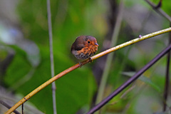 Grallaricula flavirostris