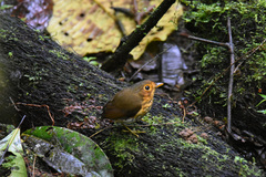 Grallaricula flavirostris