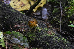 Grallaricula flavirostris