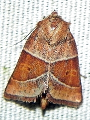Lemmeria digitalis