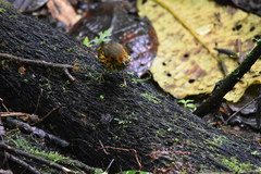 Grallaricula flavirostris